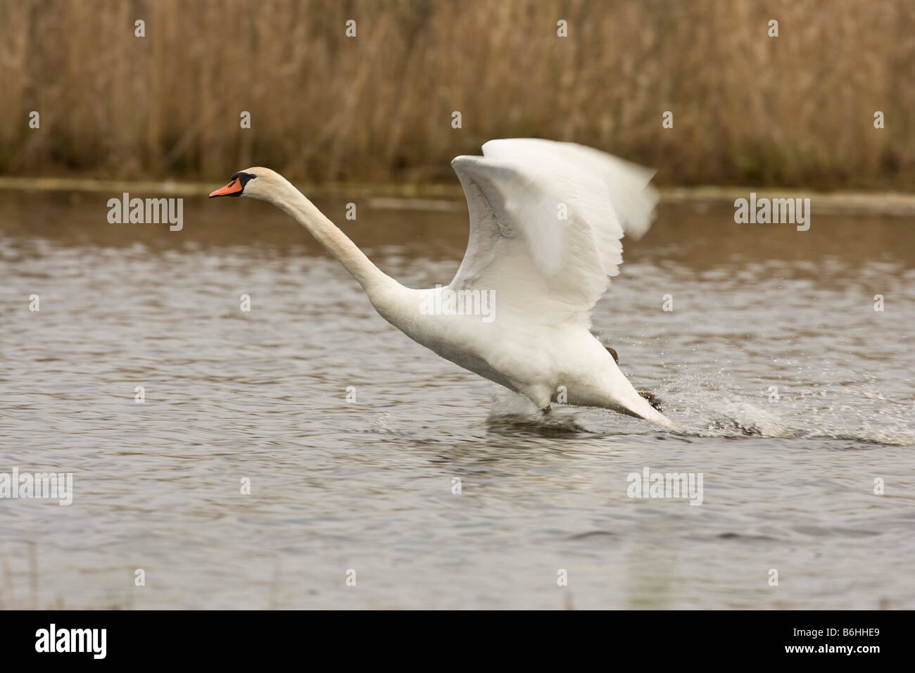 Mute Swan (Cygnus olor) taking flight Stock Photo