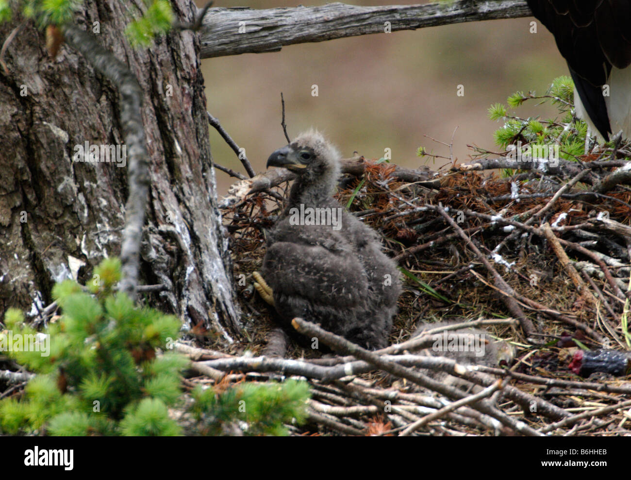 Bald Eagle Haliaeetus leucocephalus young eaglet on nest at Denman Island BC in June Stock Photo