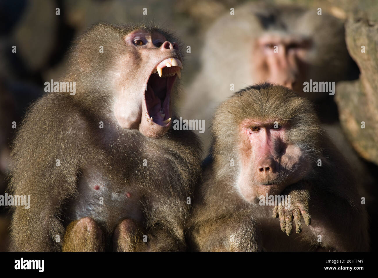 Dangerous baboon hi-res stock photography and images - Alamy