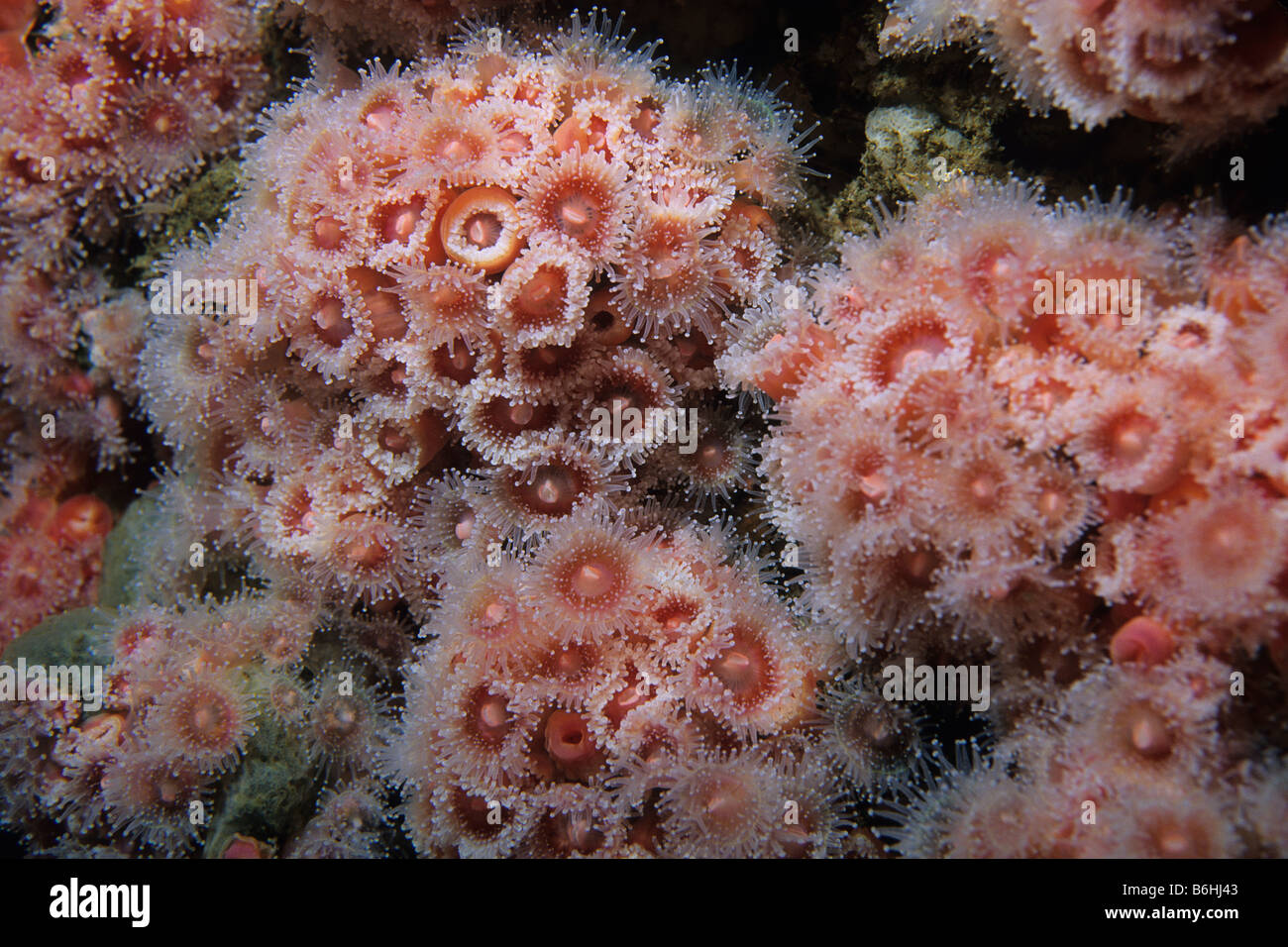 Colony of Strawberry anemone or club-tipped anemone (Corynactis californica) on artificial reef, California, USA. Stock Photo