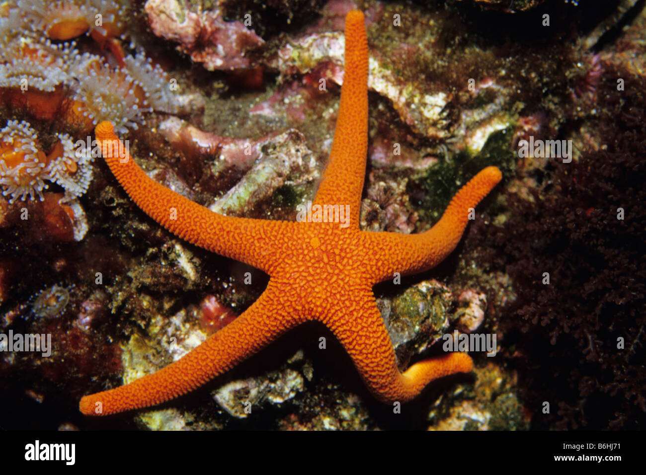 Blood Star (Henricia leviuscula) on reef at Santa Cruz Island, California Channel Islands National Park. Stock Photo