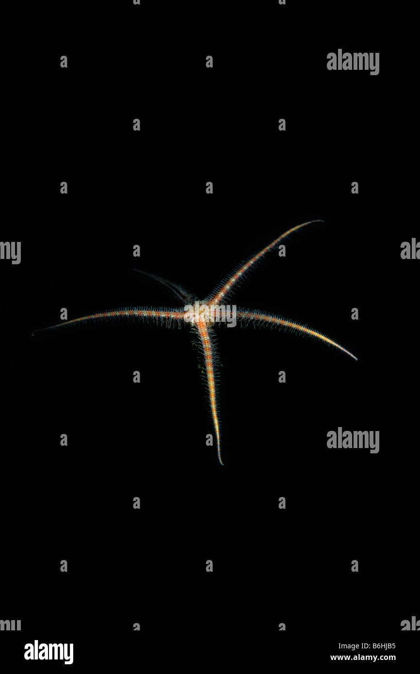 Spiny Brittle Star (Ophiothrix spiculata) falling underwater at Anacapa ...