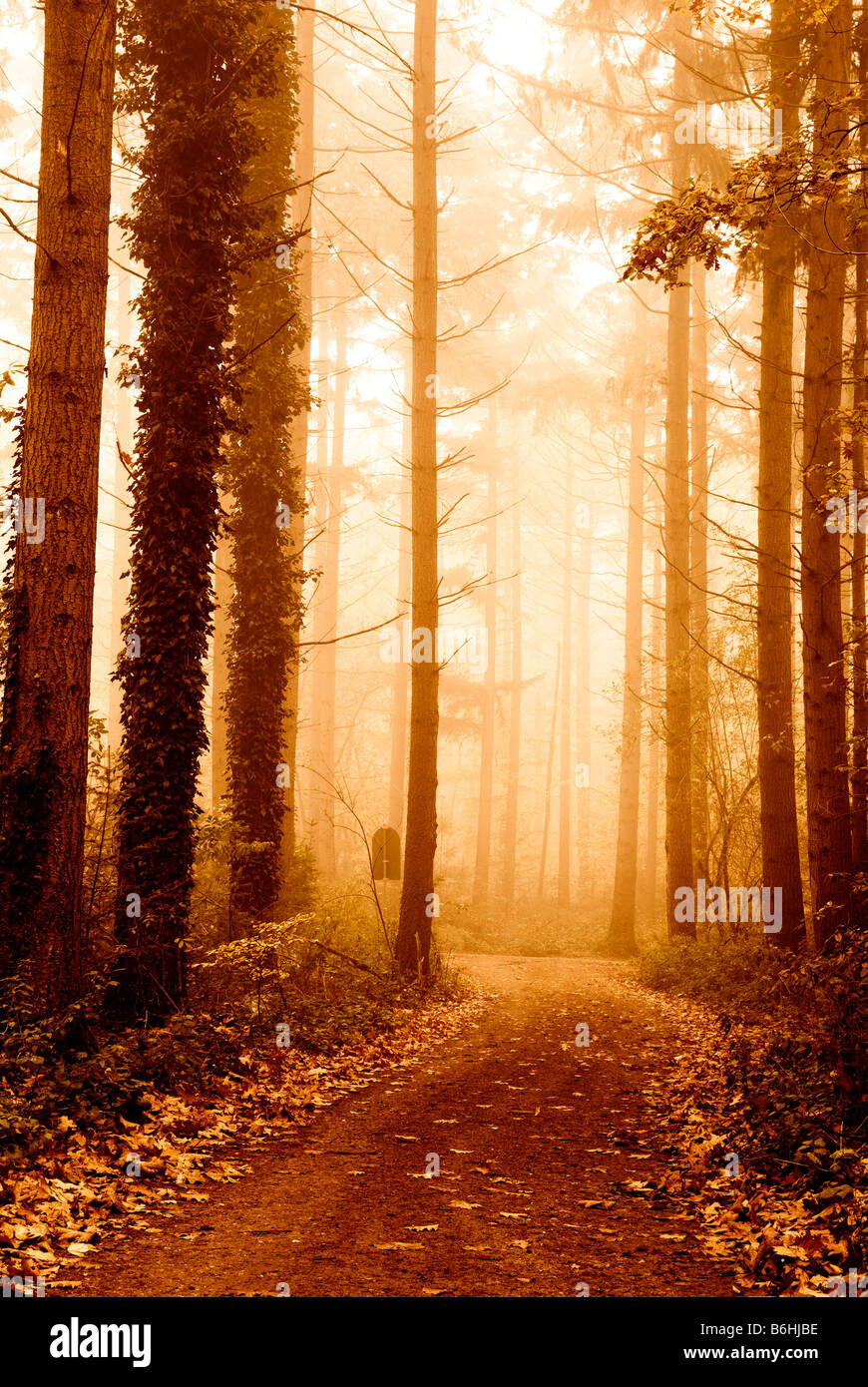 autumn colors in the forest Stock Photo - Alamy