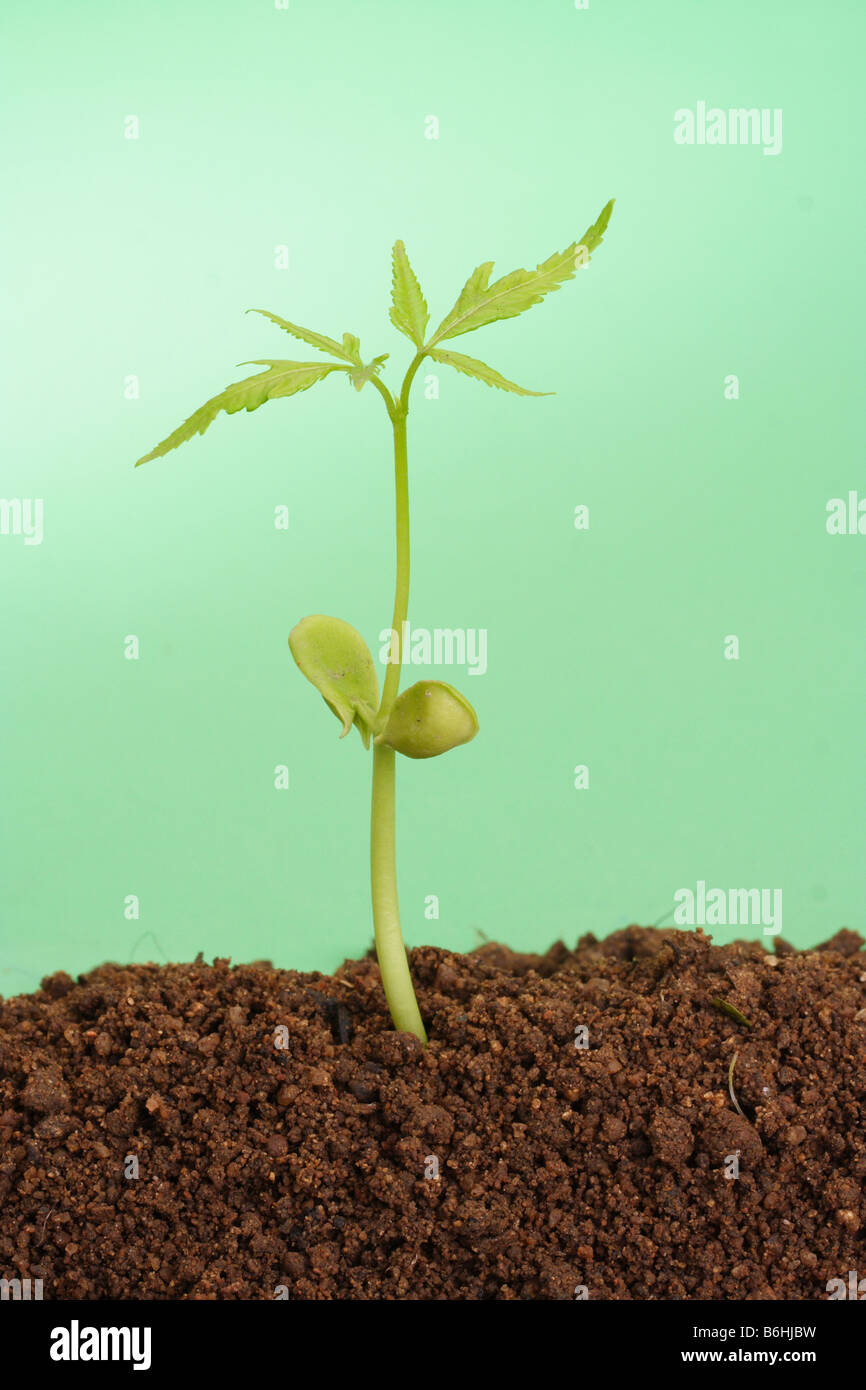 Small Baby Plant Stock Photo Alamy