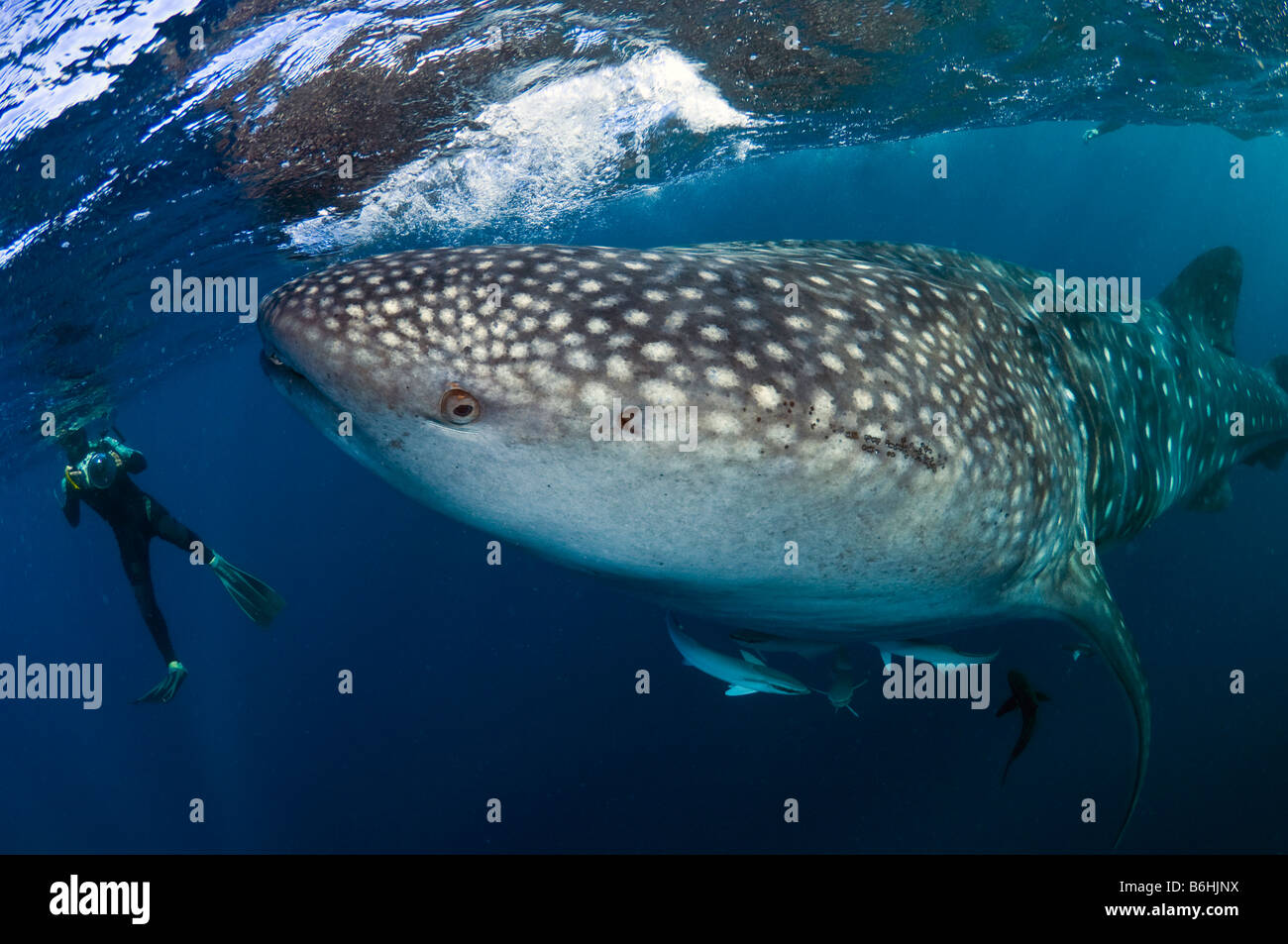 Whale Shark  Rhincodon typus