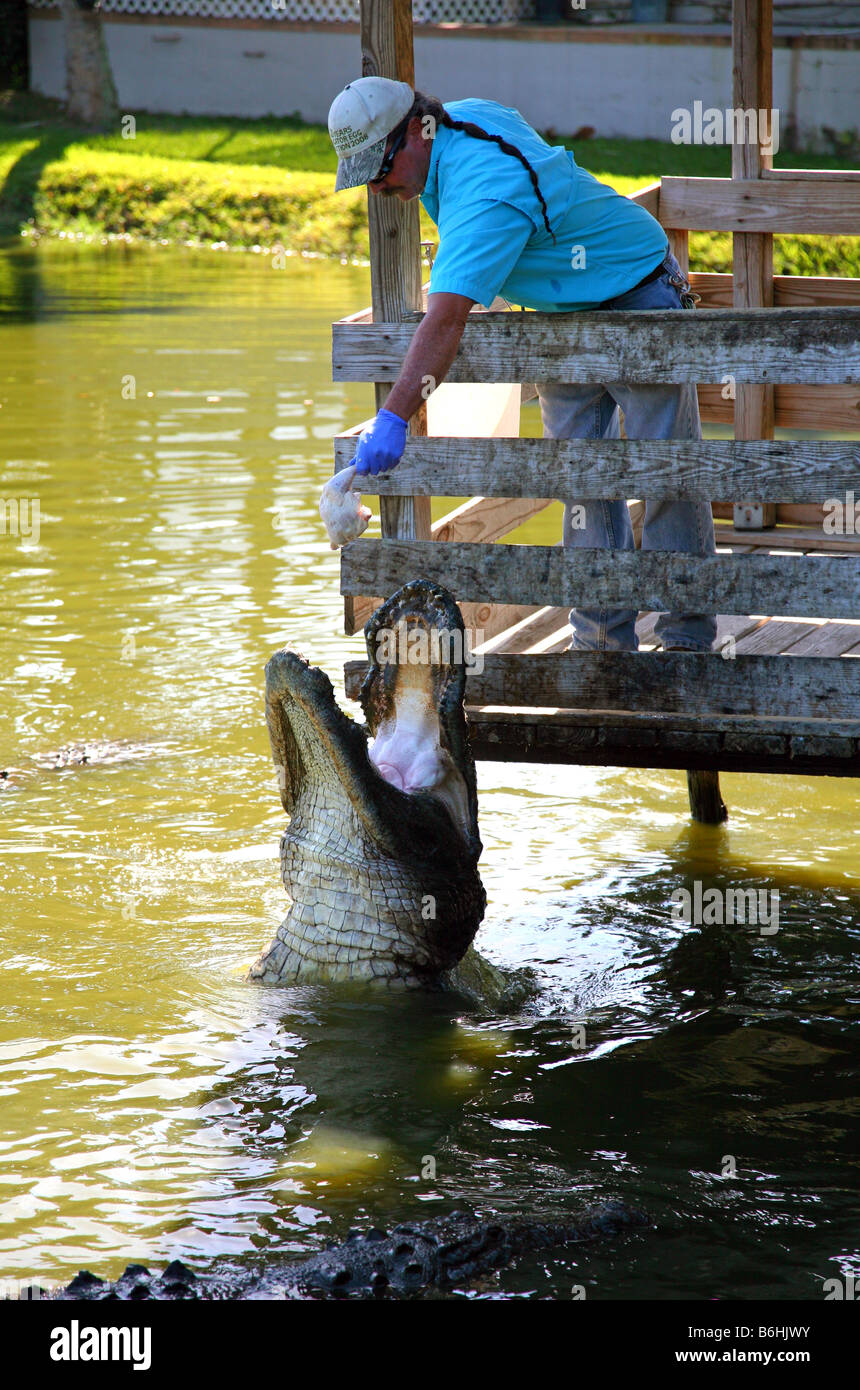 Crocodile feeding time at Gatorama, Palmdale, FL, USA Stock Photo