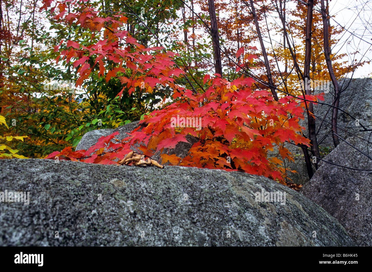 Brilliant color fall leaves in Vermont stand out against gray rocks. Stock Photo