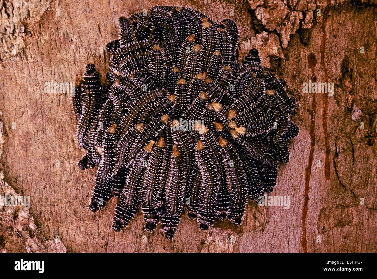 Australian caterpillars hires stock photography and images Alamy