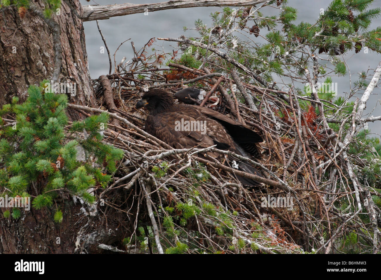 Bald Eagle Haliaeetus leucocephalus large eaglet resting on nest at Denman Island BC in July Stock Photo