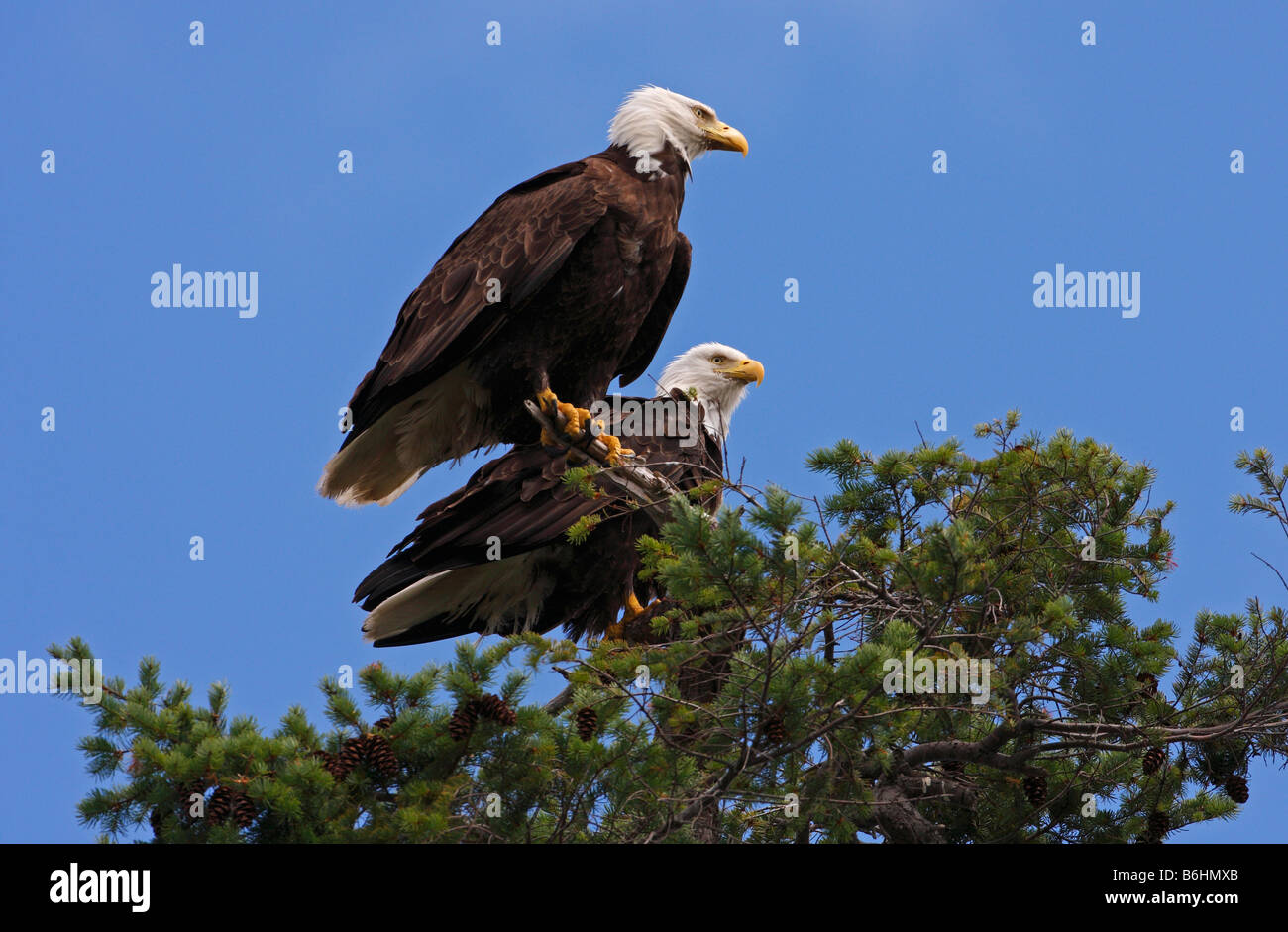 Bald Eagle Haliaeetus leucocephalus adult pair perched at top of tree keeping watch on nearby nest at Denman Island BC in July Stock Photo