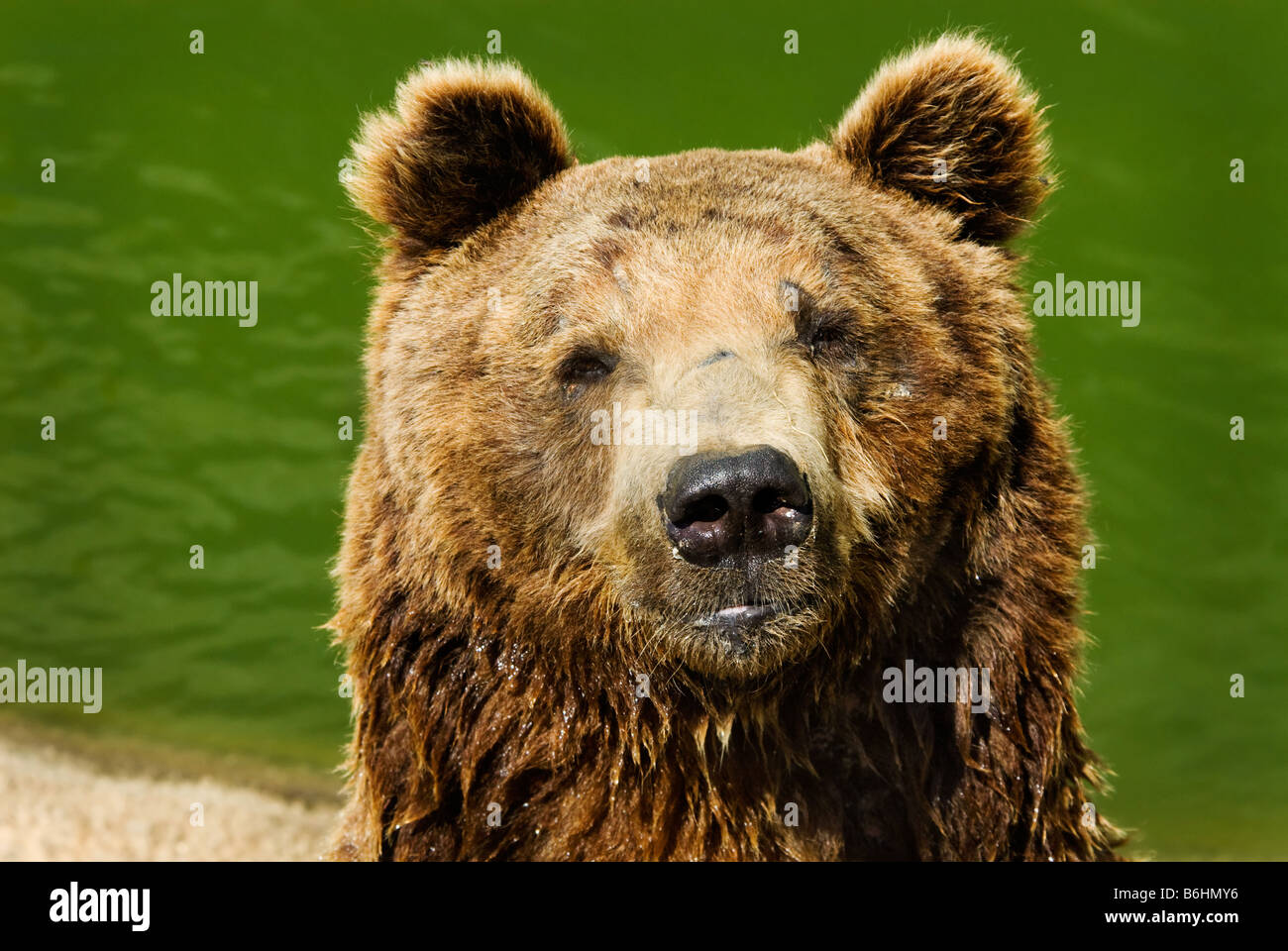 close up of a big brown bear Stock Photo