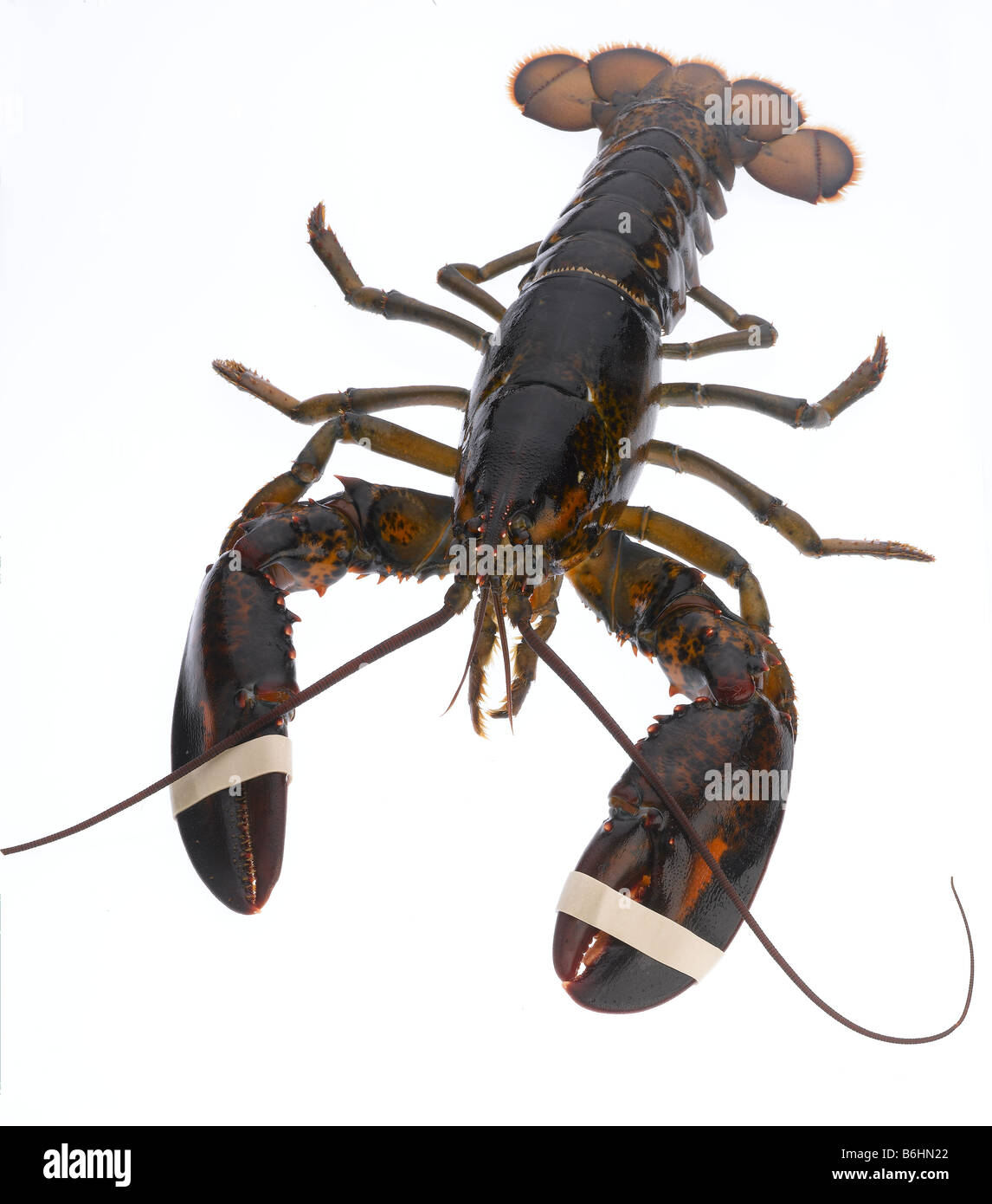 European Lobsters Homarus Gammarus Hi res Stock Photography And Images 