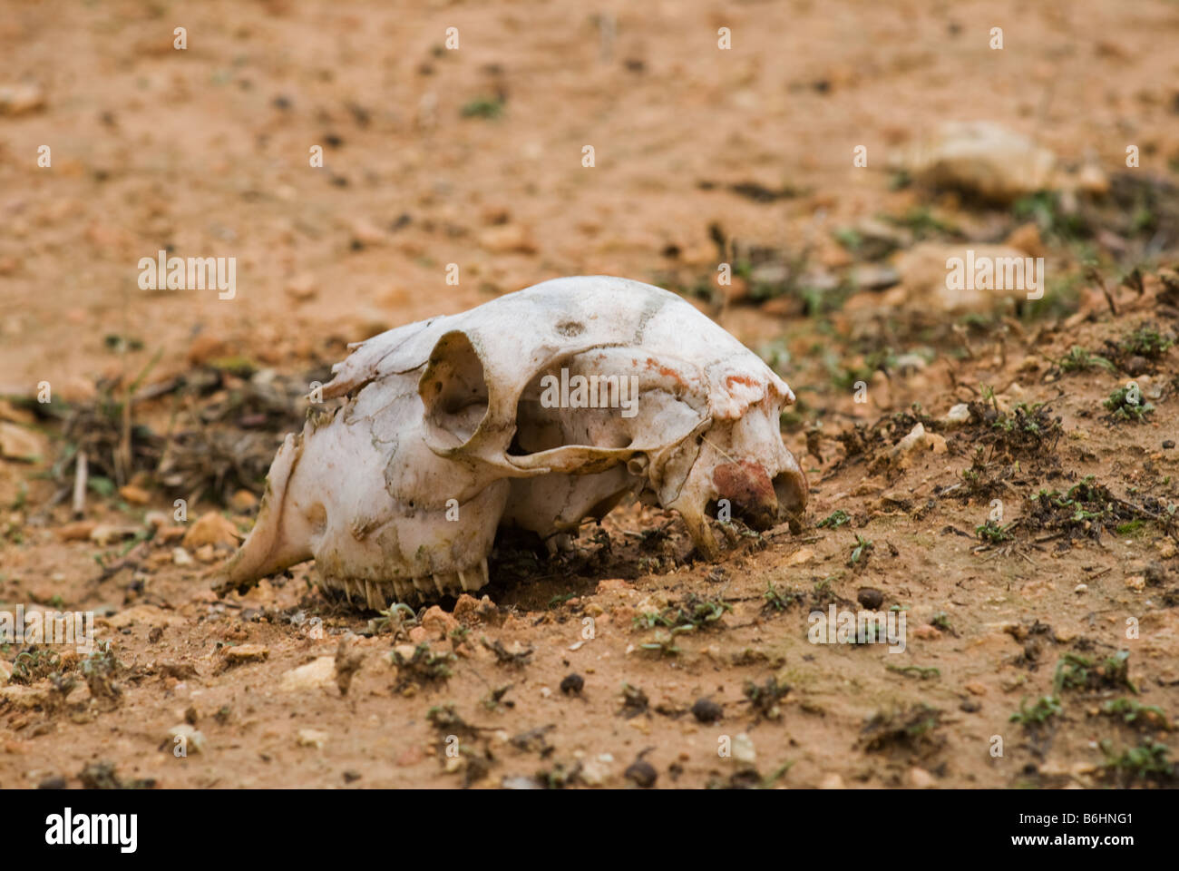Sheep skull laying in clay-type earth in Almansa, Spain, Europe Stock Photo