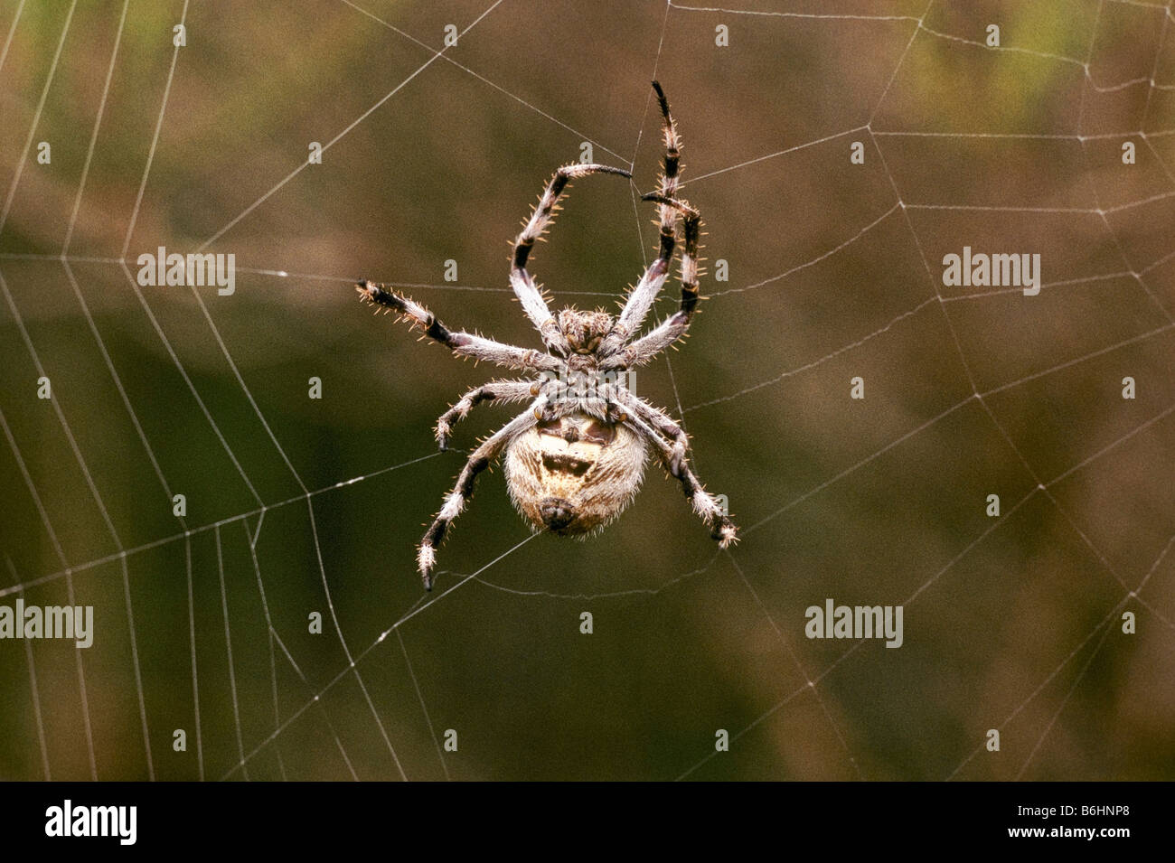 Spider weaving web Stock Photo Alamy
