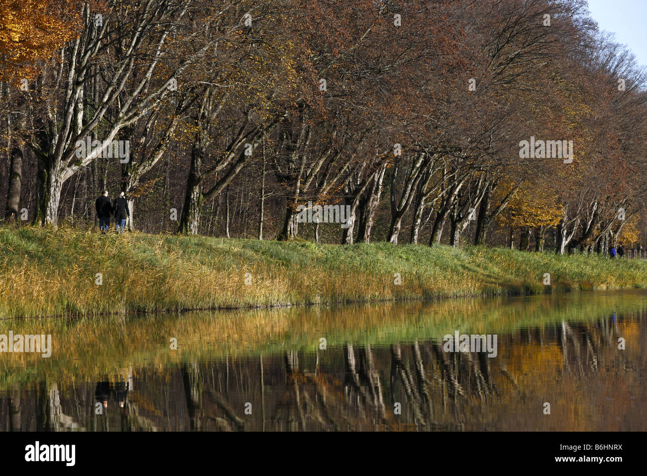 Hornbeam Trees Reflecting in Water Carpinus betulus Herren Island Chiemgau Bavaria Germany Stock