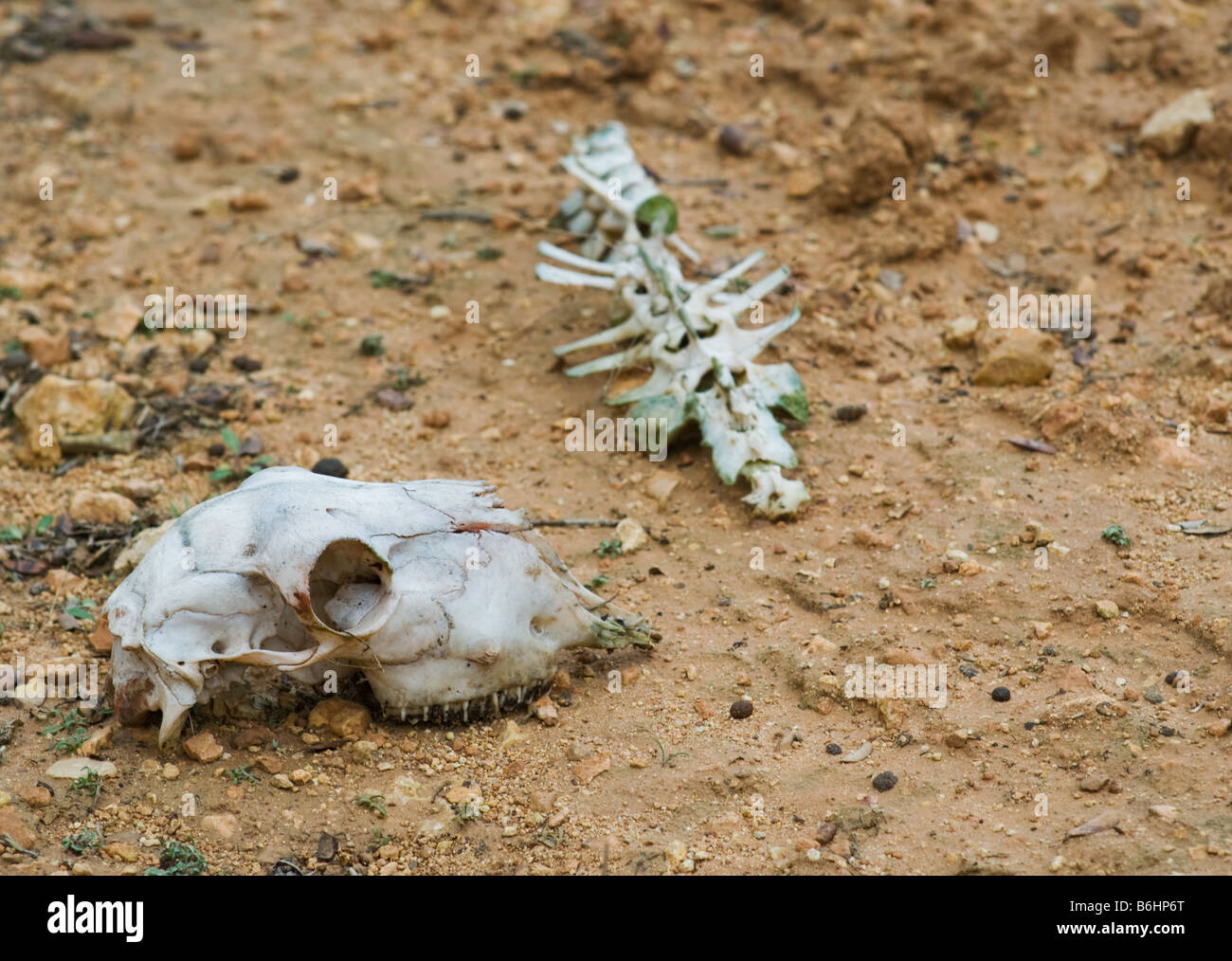Animal skeleton, including skull, laying in clay-type earth in Almansa, Spain, Europe Stock Photo