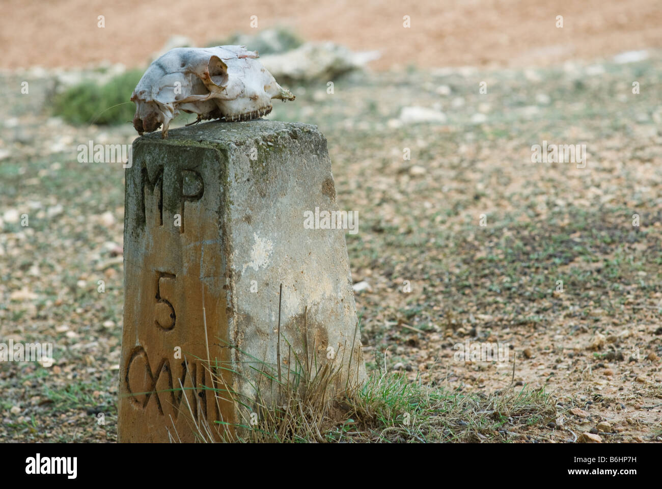 Sheep skull laying on a stone property marker in Almansa, Spain Stock Photo