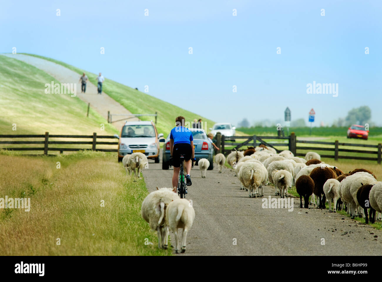cycling on a road with sheep in the netherlands Stock Photo