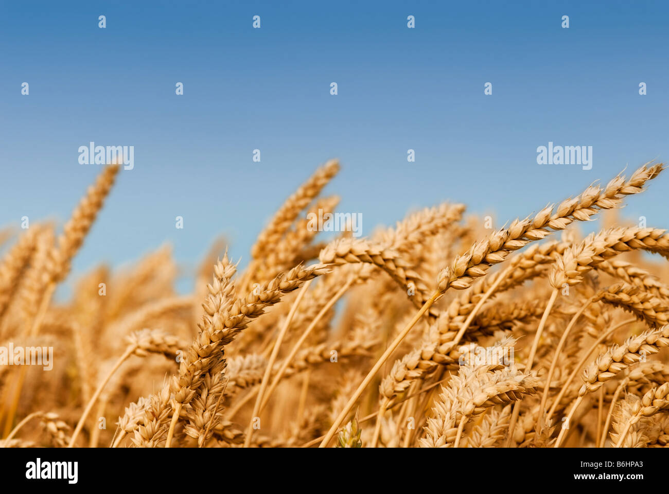 Golden wheat field under a blue sky Stock Photo