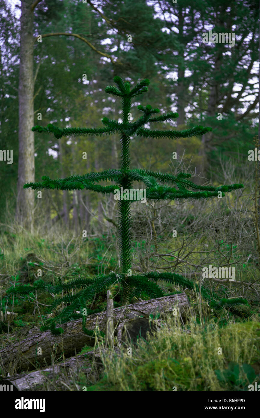 replanting pine stock photos replanting pine stock scots pine christmas tree