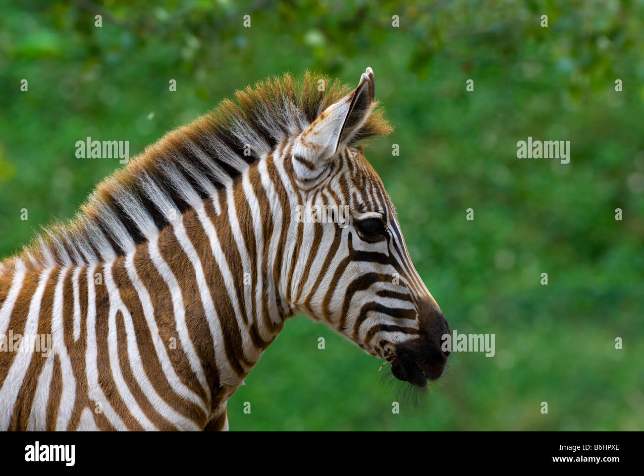 closeup of a beautiful baby zebra Stock Photo Alamy