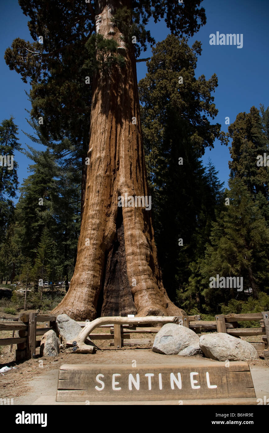 The Sentinel Tree in Sequoia National Park, California USA Stock Photo