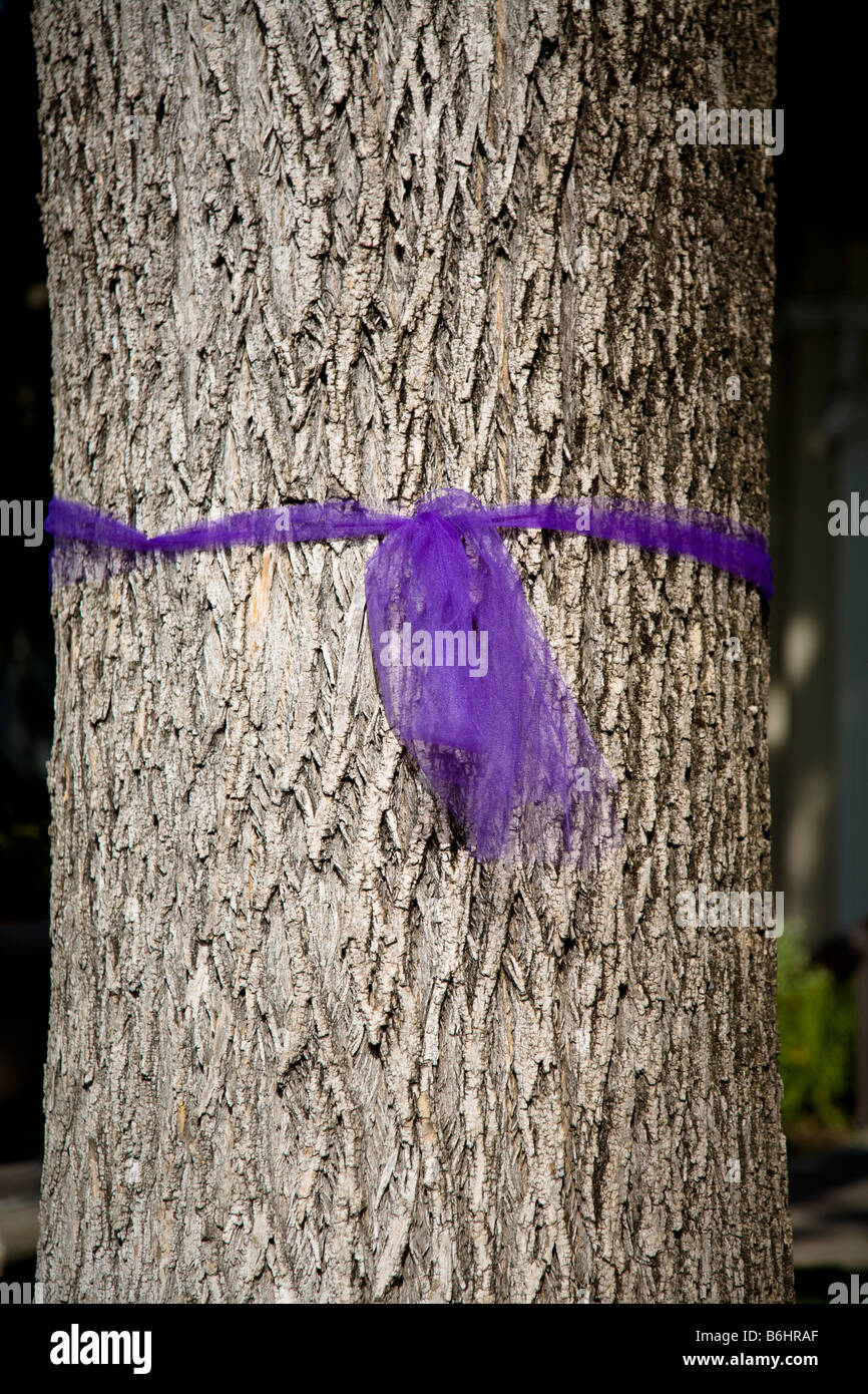 Ribbon tree hires stock photography and images Alamy