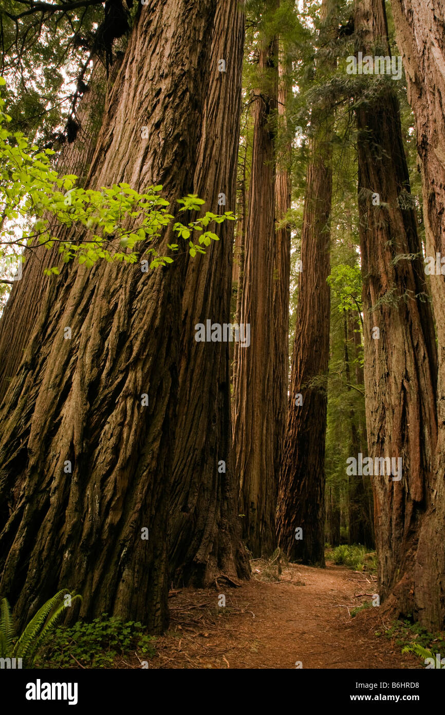 Stout Grove stand of Redwoods, Jedediah Smith Redwoods State Park, California Stock Photo