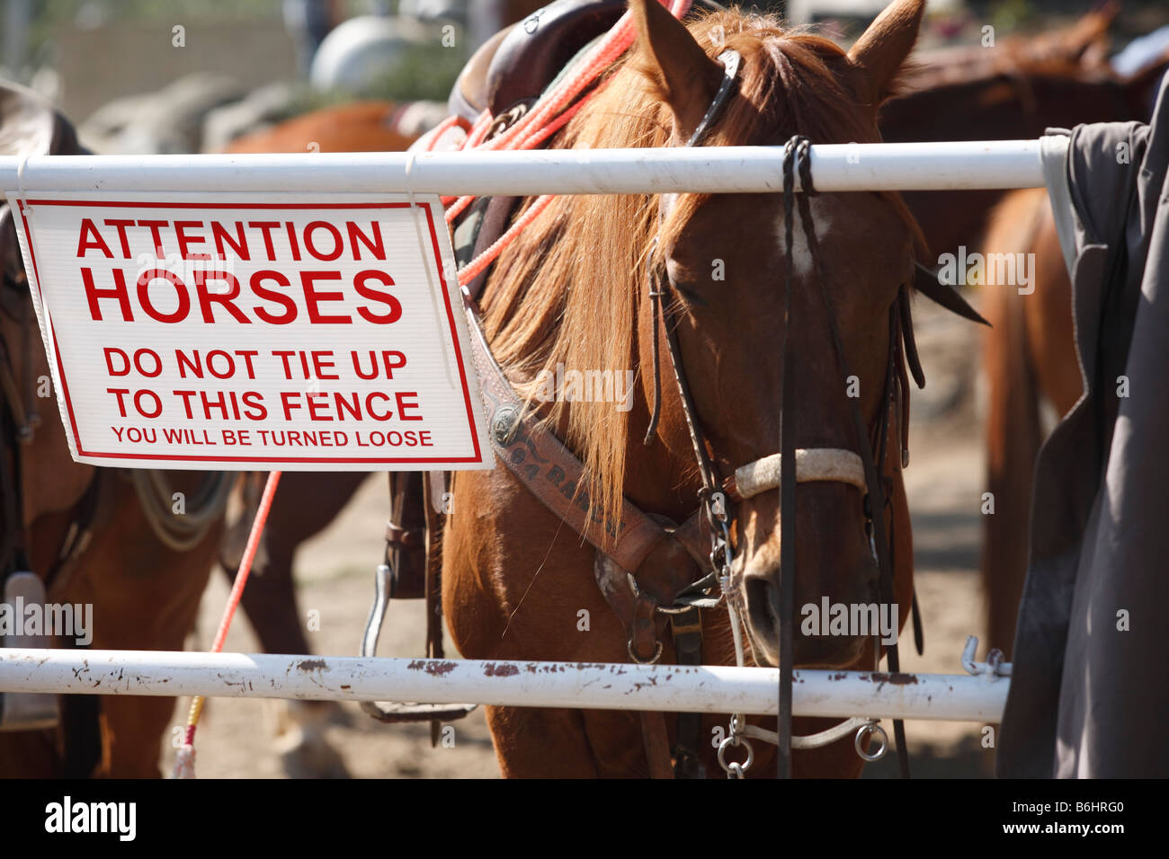 Horses cannot read. Rodeo at Three Rivers, California Stock Photo