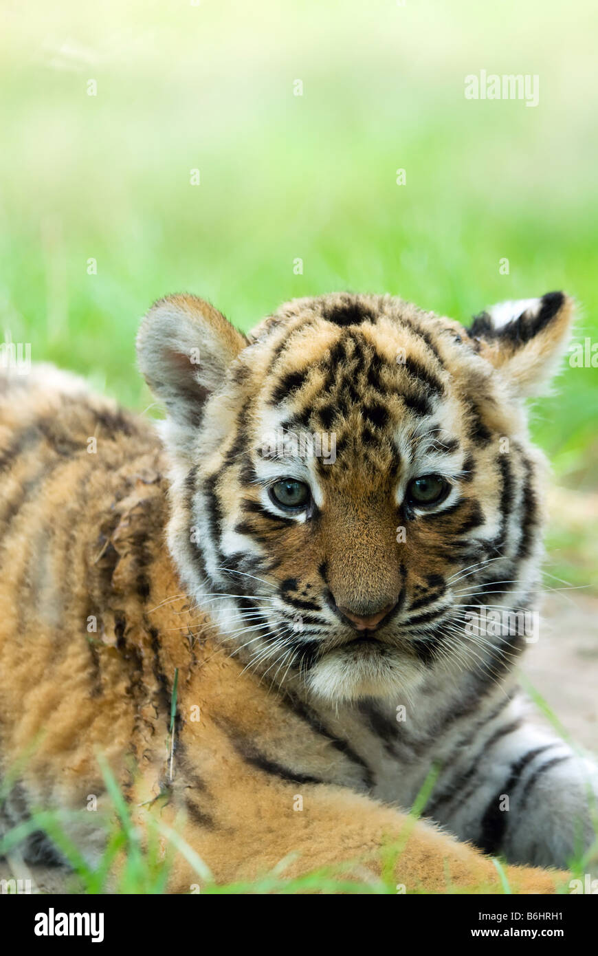 Tiger cubs at play stock photo. Image of tiger, siberian - 16819874