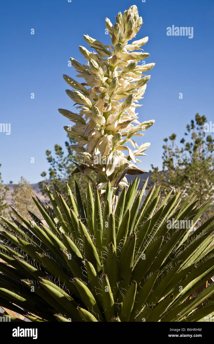 Yucca in bloom showing white flowers Stock Photo
