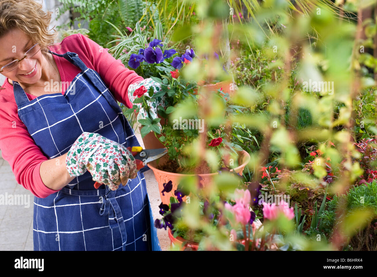 woman pruning roses in a pot in her garden Stock Photo Alamy