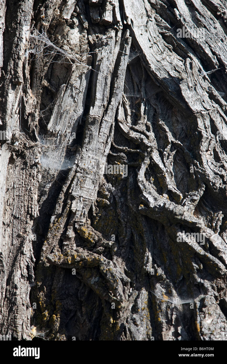Closeup of a tree bark with light and shadow Stock Photo Alamy