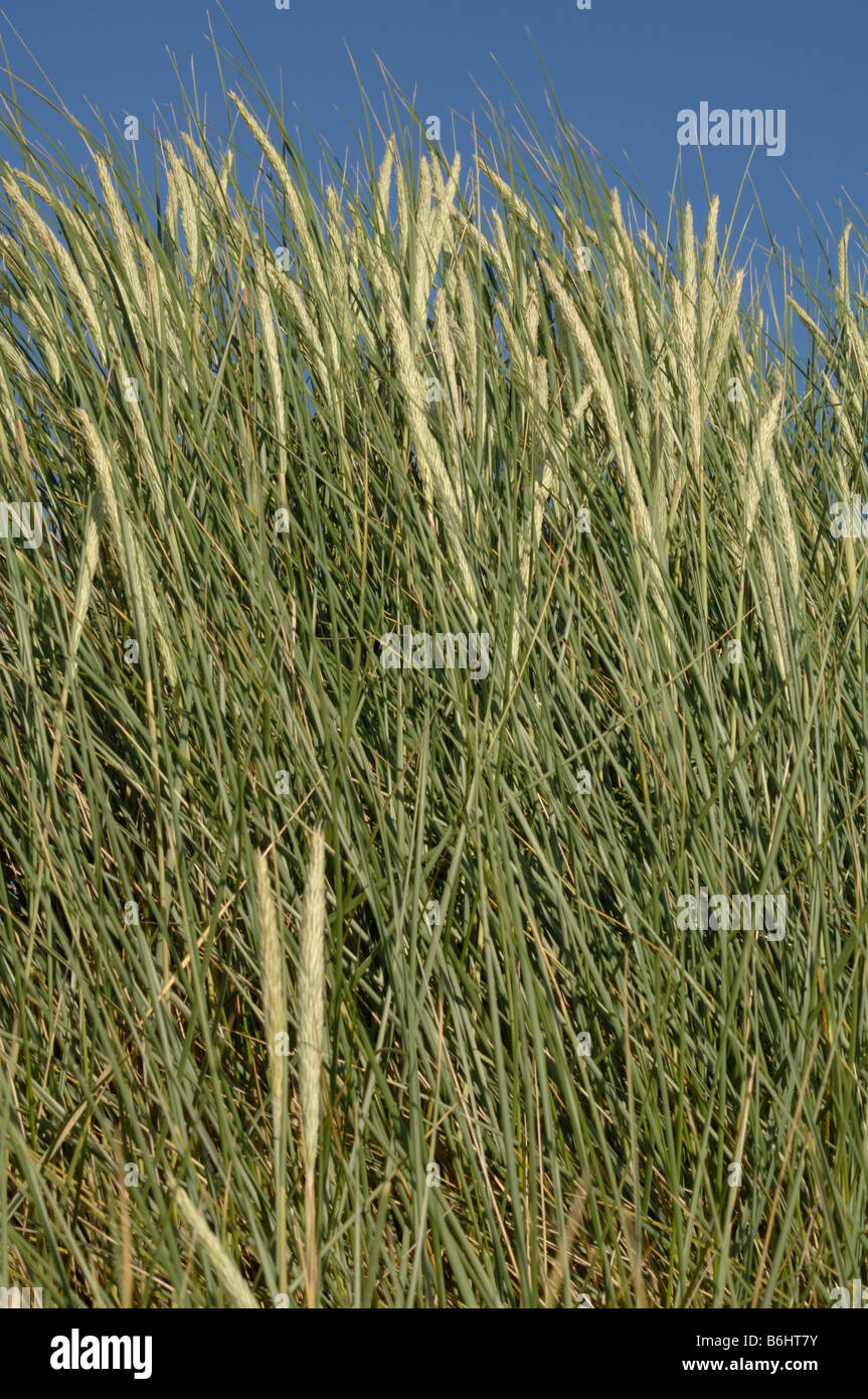 Marram grass Ammophilia Ynyslas dunes National Nature Reserve Ceredigion Wales UK Europe Stock Photo