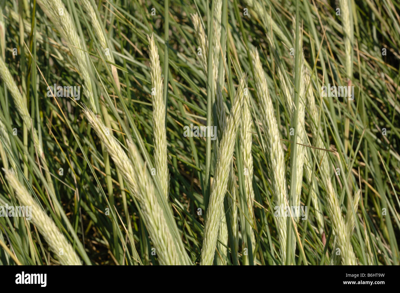Marram grass Ammophilia Ynyslas dunes National Nature Reserve Ceredigion Wales UK Europe Stock Photo