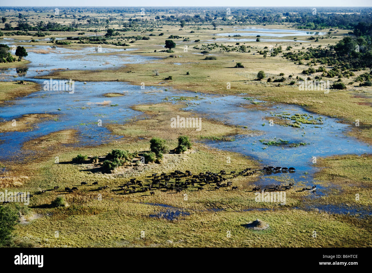 Aerial view of herd of Cape Buffalo over the Okovango Delta Botswana Stock Photo