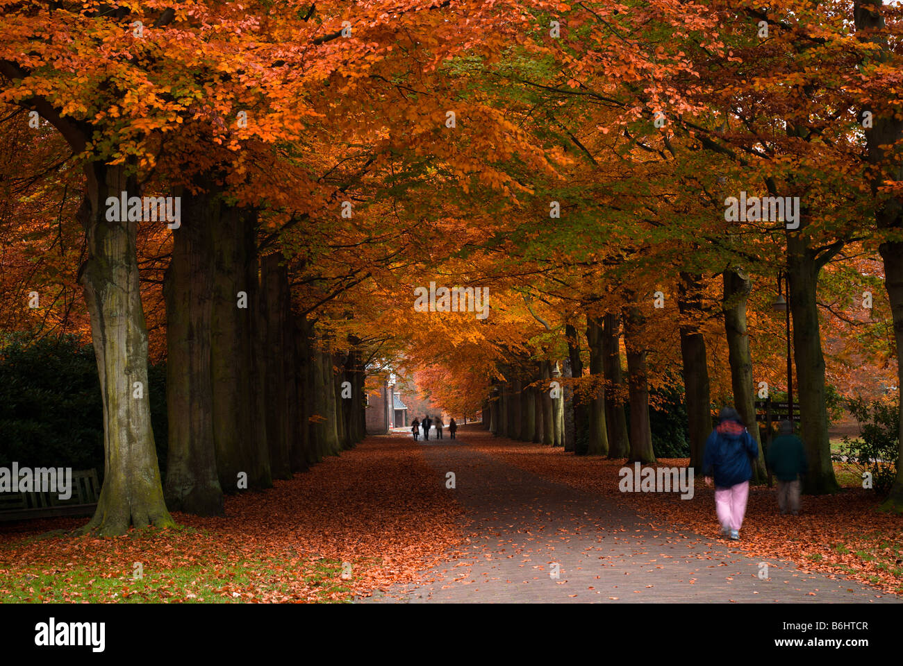 autumn colors in the forest Stock Photo - Alamy