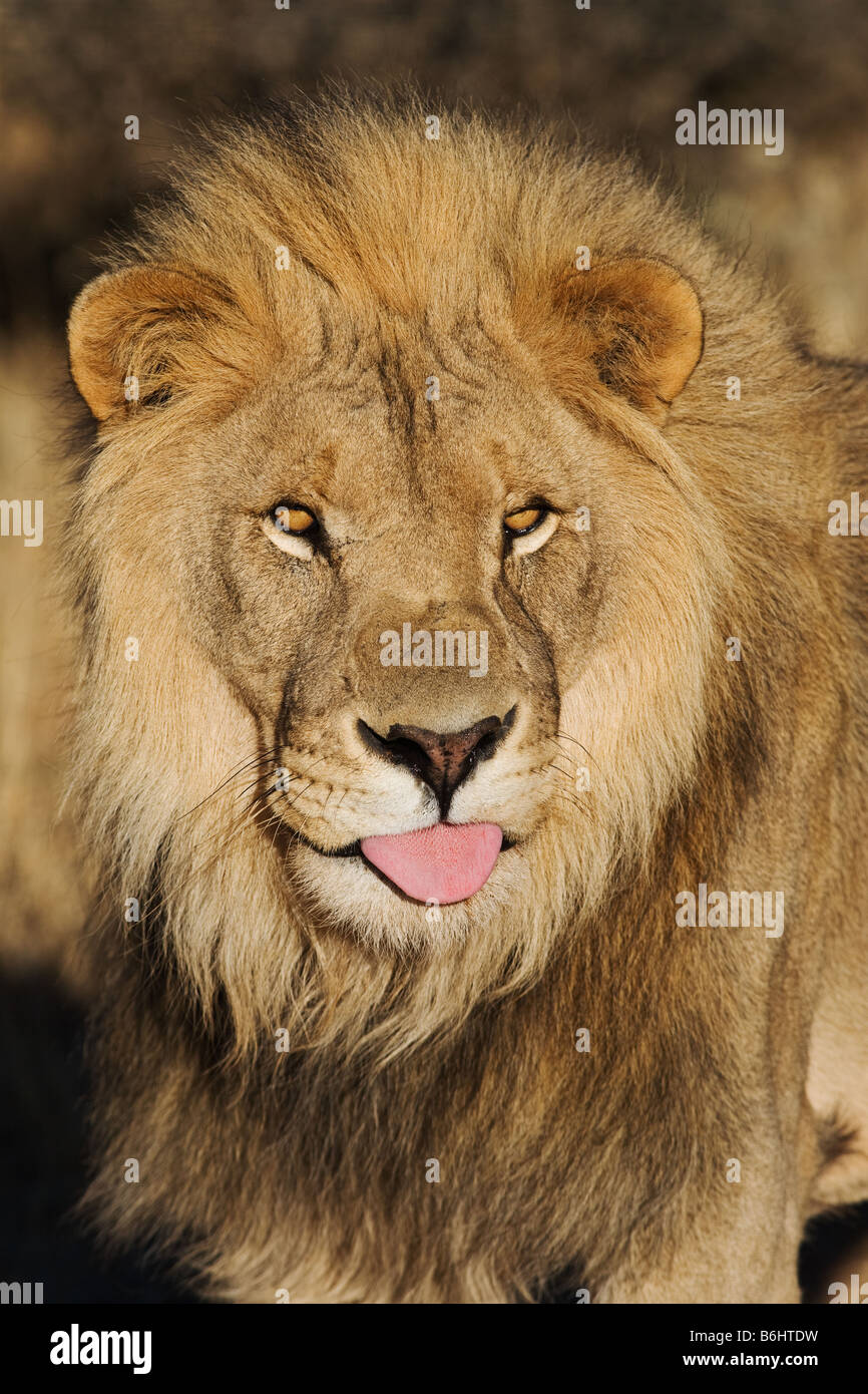 Lion Panthera leo male Namibia Dist Sub saharan Africa Stock Photo