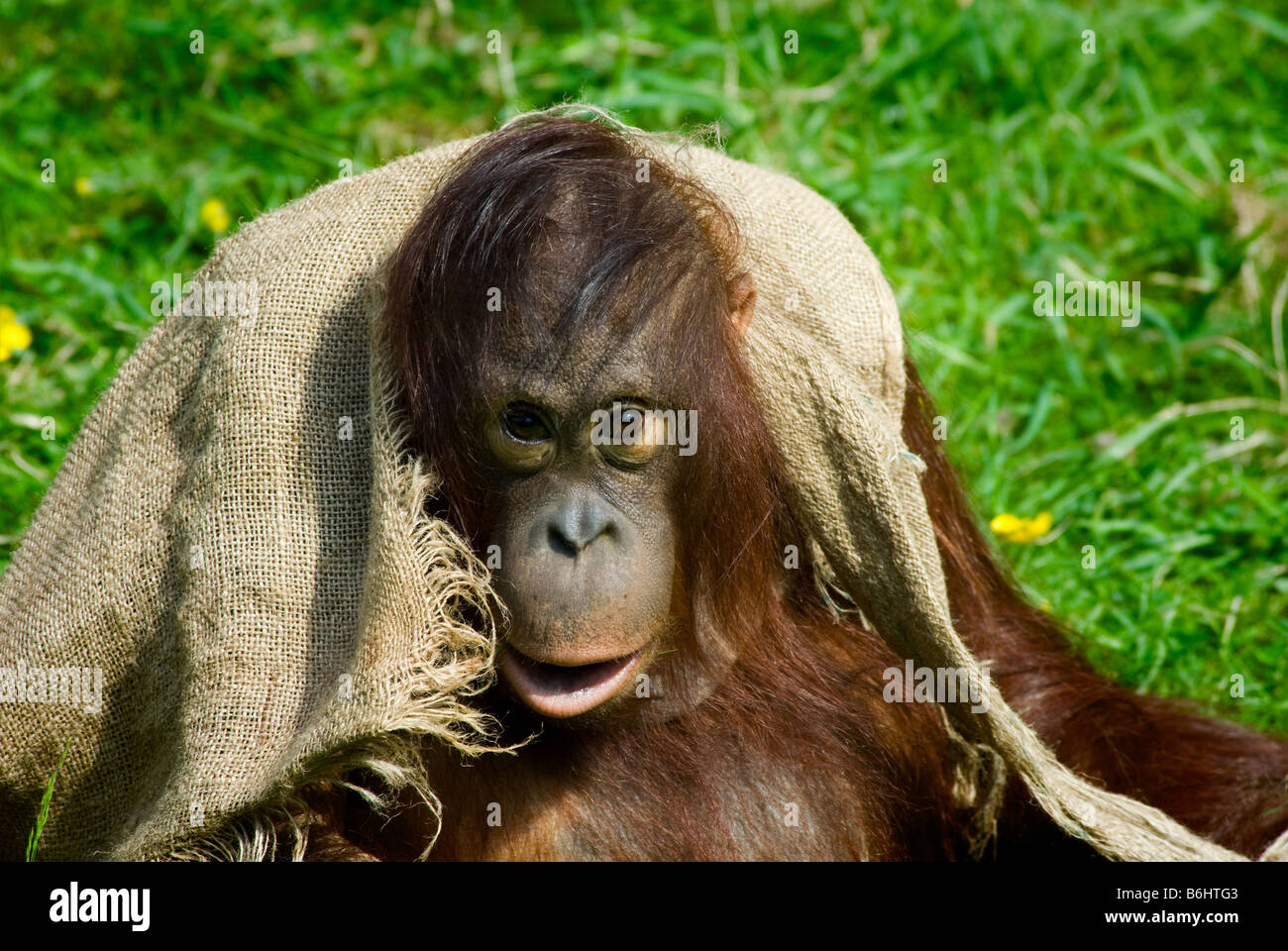 Cute Baby Orangutan Playing On The Grass Stock Photo 21290755 Alamy