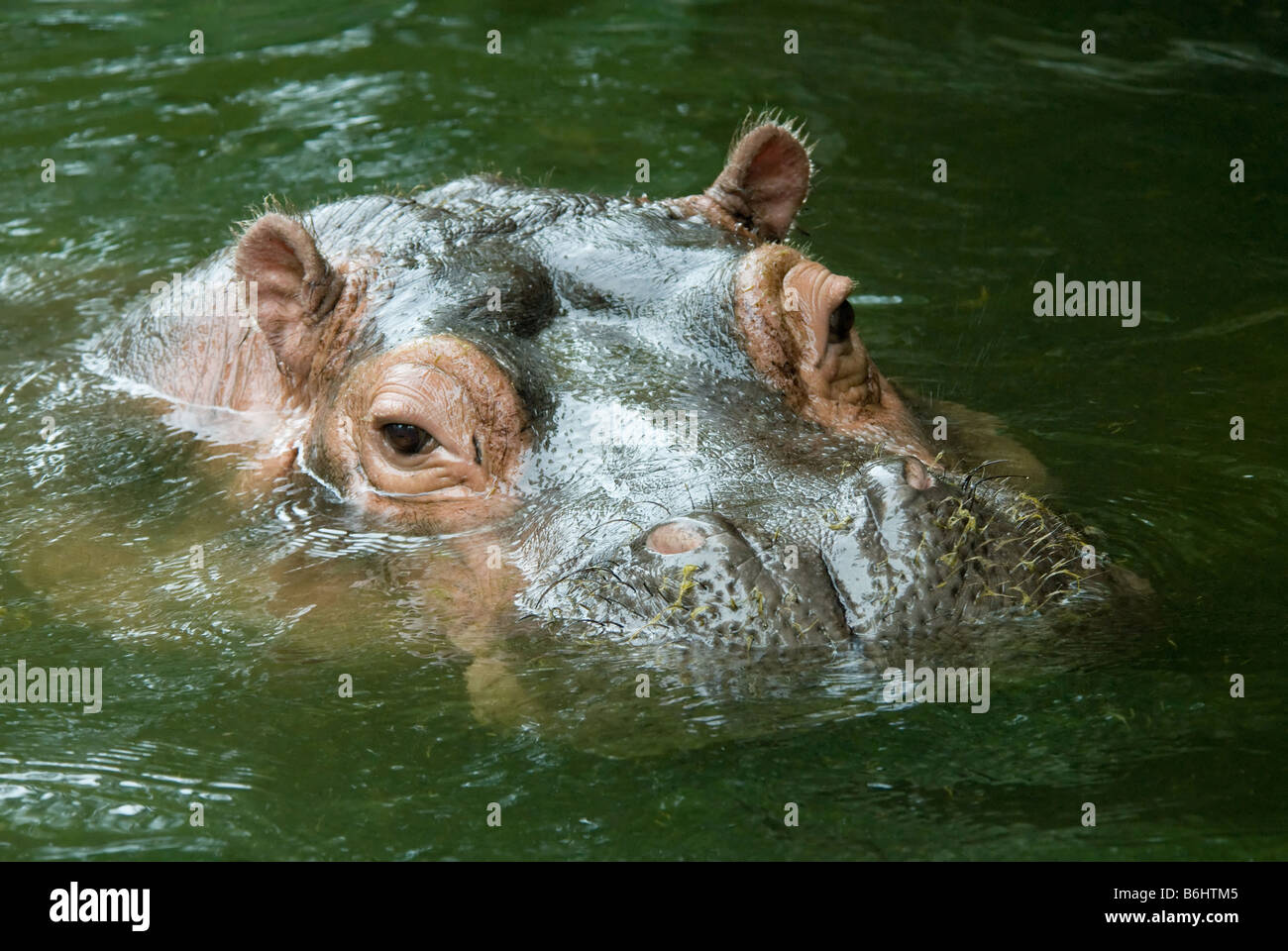 Hippo with head above water Stock Photo