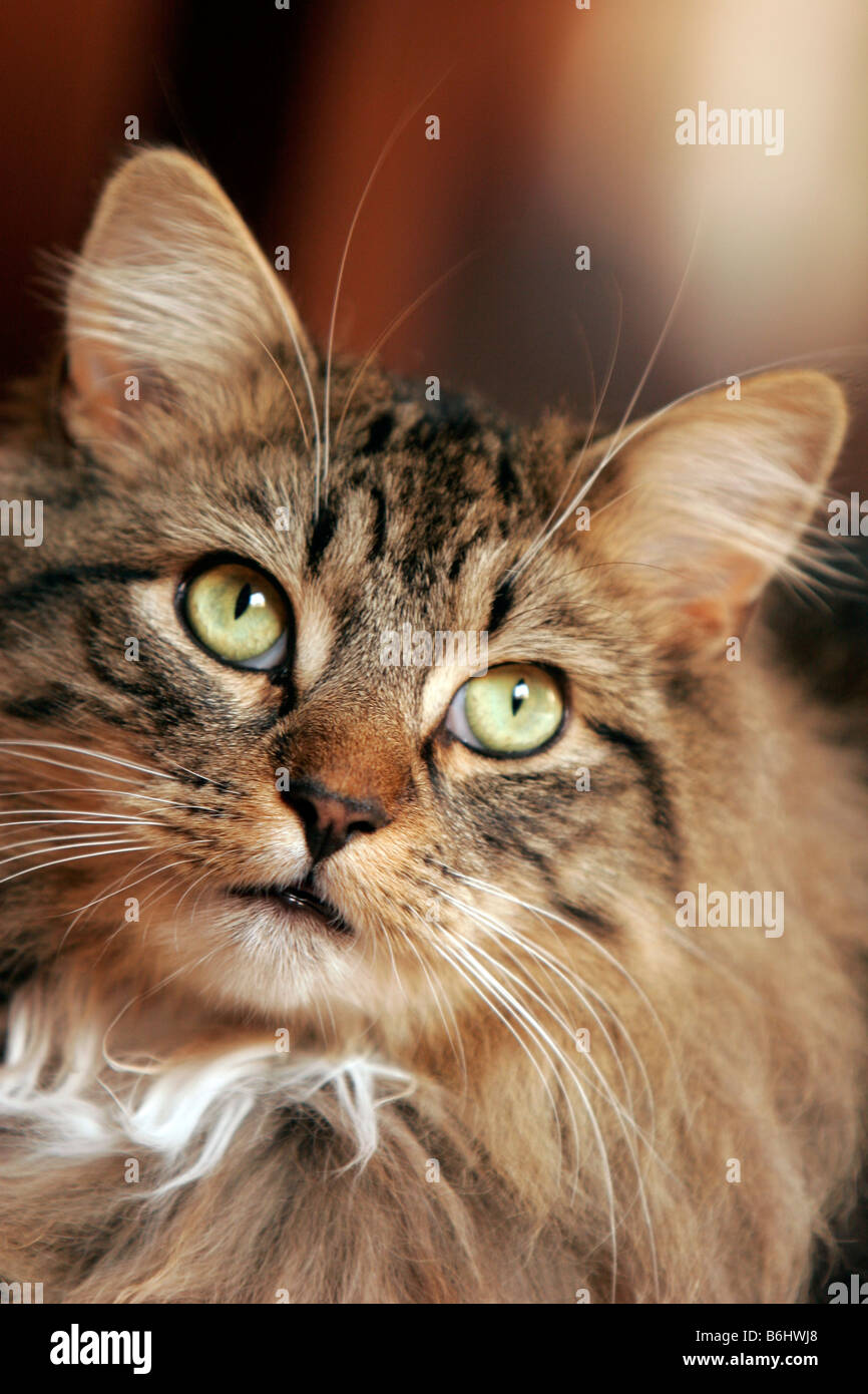 Portrait Of A Tabby Cat Stock Photo - Alamy