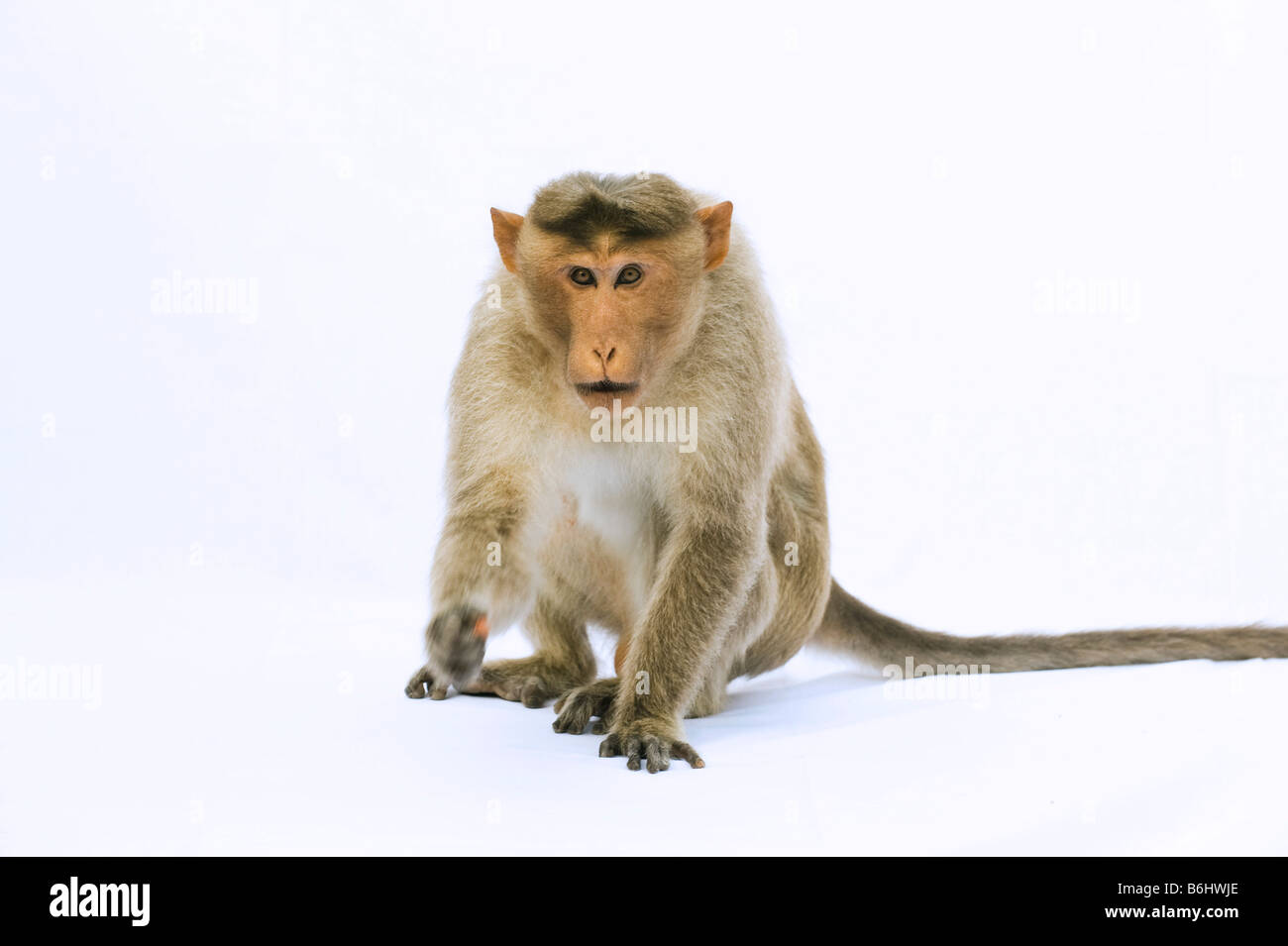 Macaca radiata,. Male bonnet macaque monkey on white background Stock Photo
