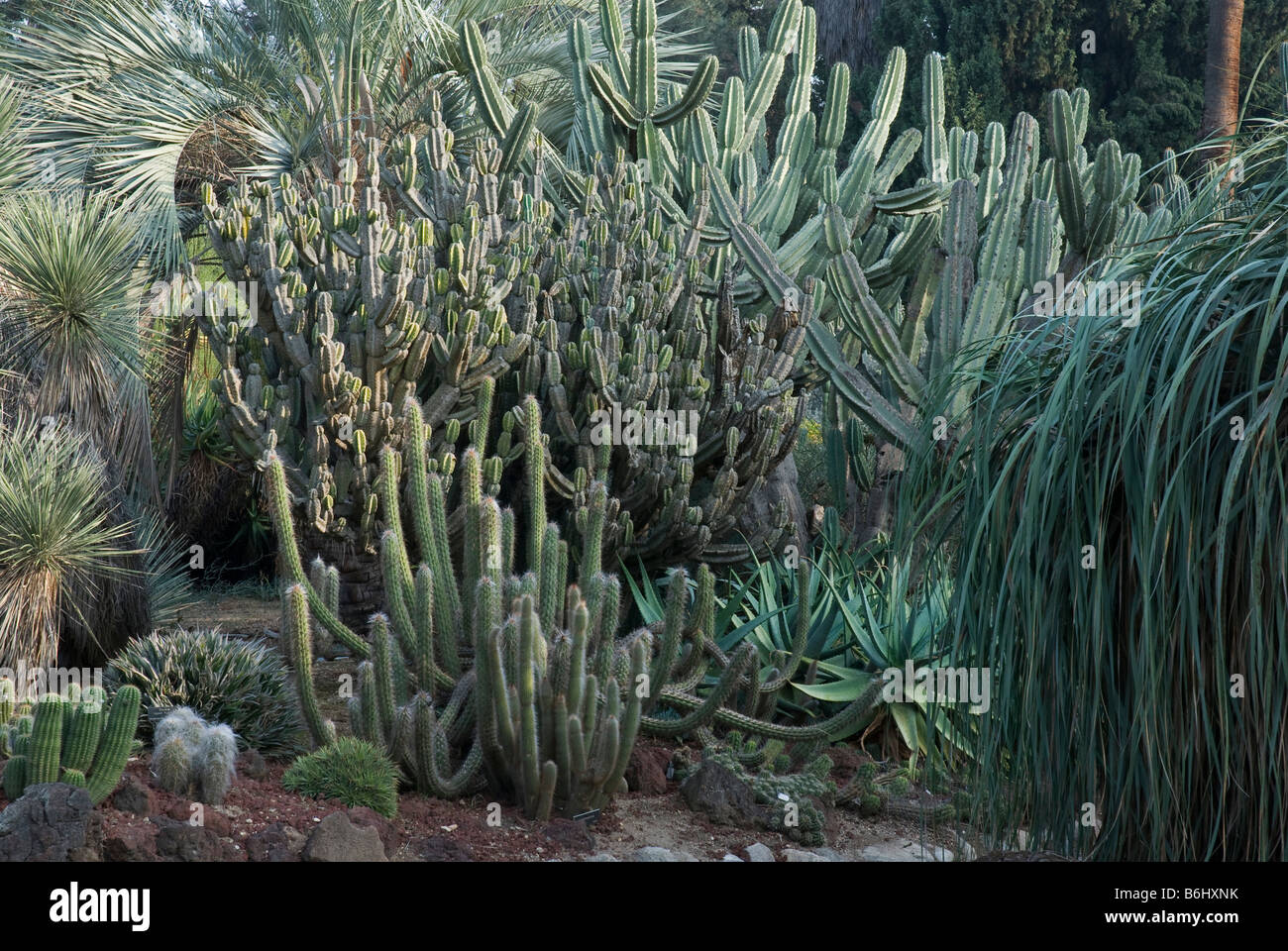 Cactus (Cleistocactus). At the Huntington Botanical Gardens, Santa Monica, USA Stock Photo