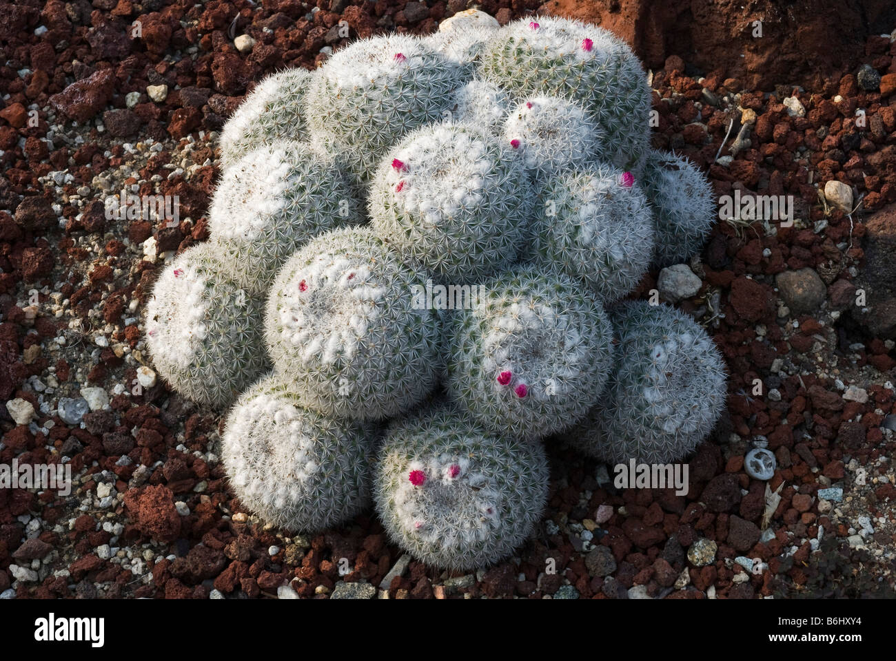 Cactus (Mammillaria ceminispina). At the Huntington Botanical Gardens, Santa Monica, USA Stock Photo
