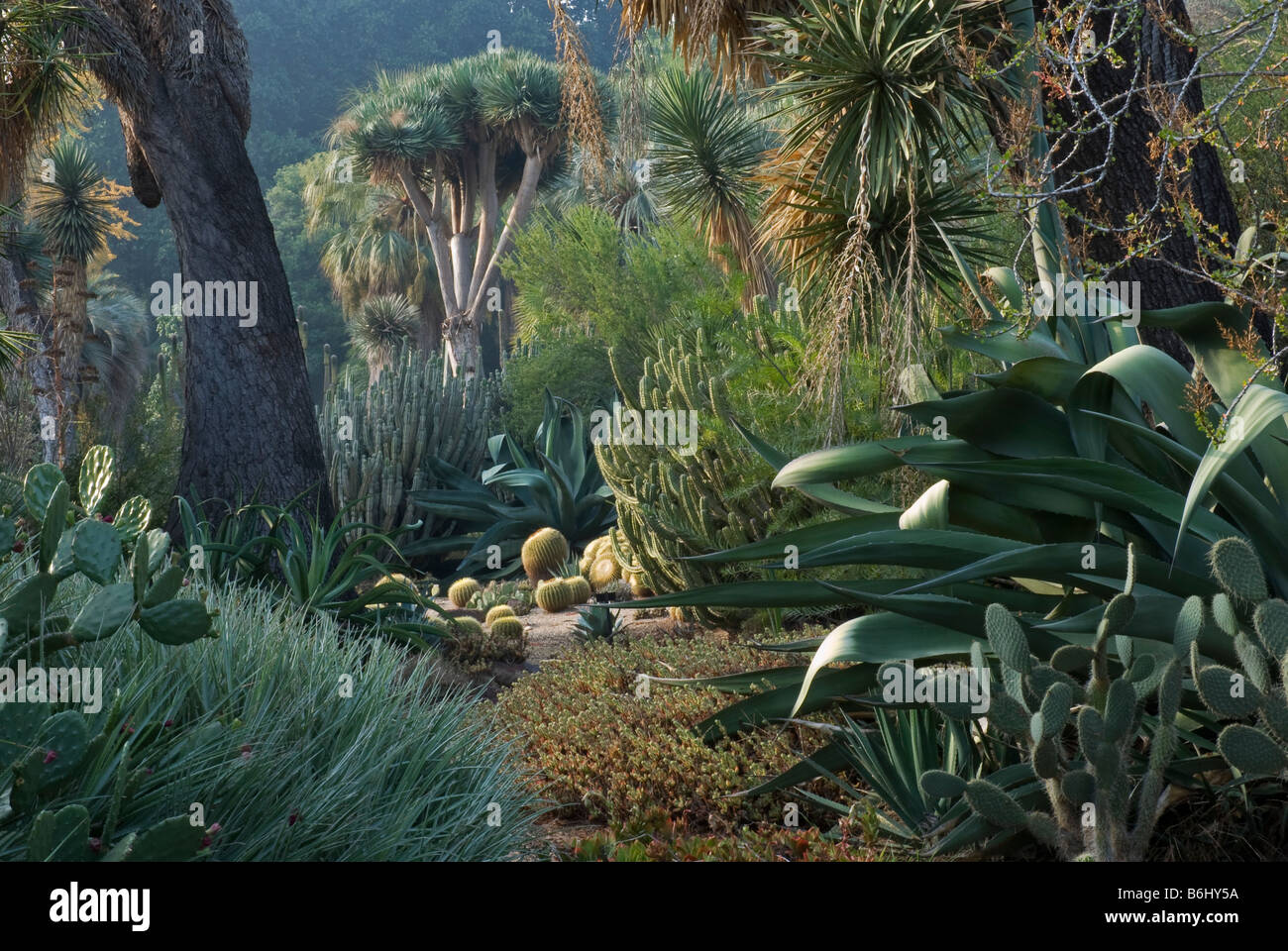 Desert Garden  The Huntington