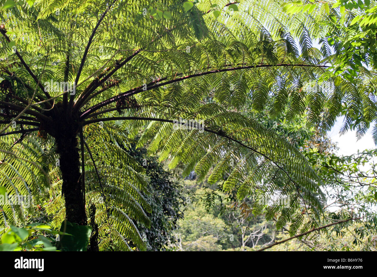 tree fern Cyathea spp in cameron highlands rainforest, malaysia Stock Photo