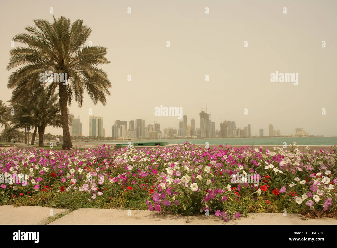 Corniche doha qatar palm tree hi-res stock photography and images - Alamy