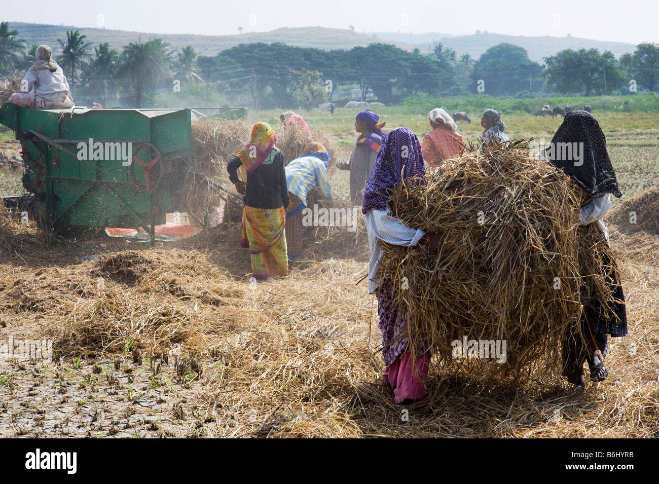 Indian farm workers harvesting the rice crop and collecting the dried ...