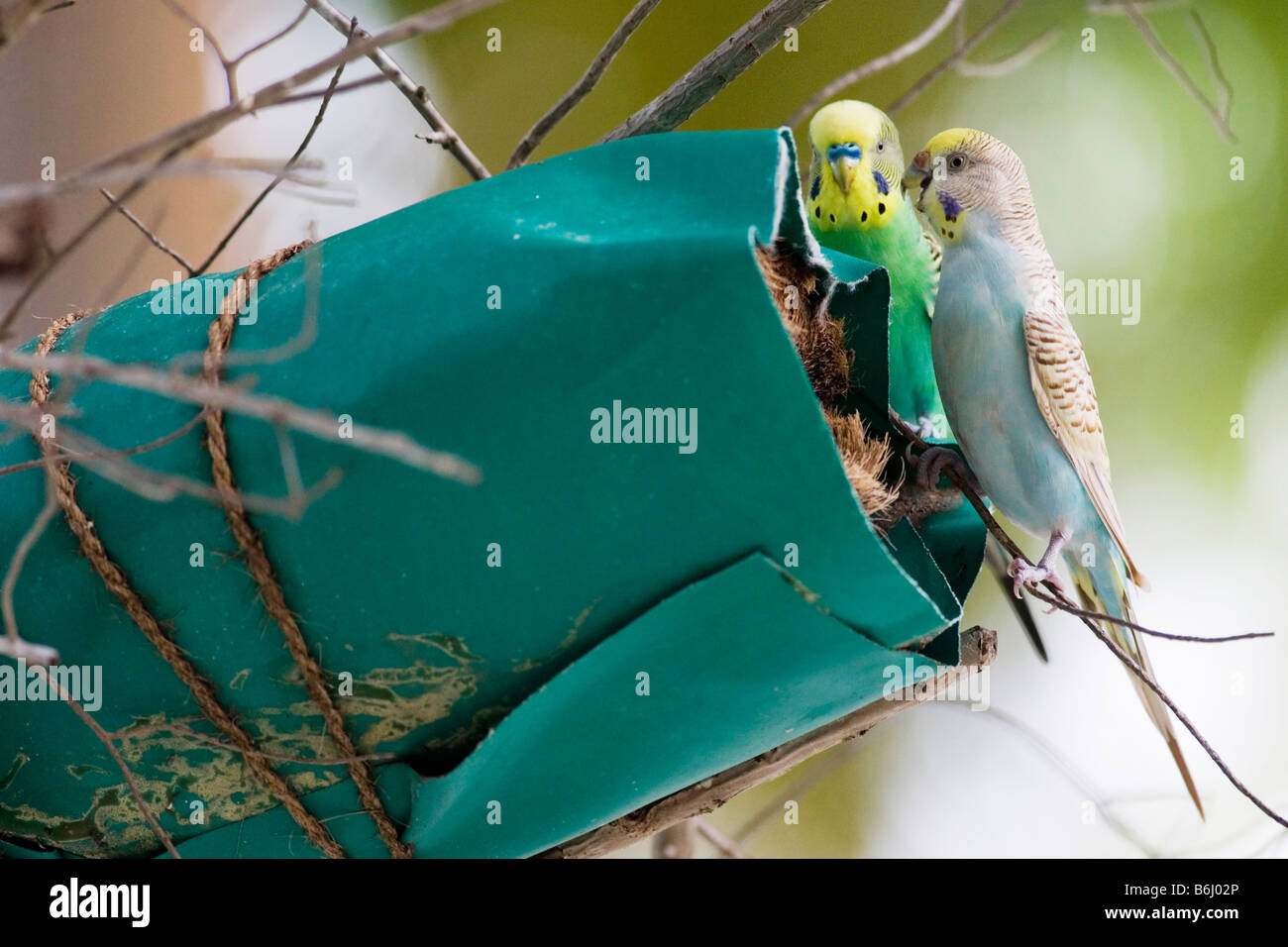 Bird nest in coconut tree hires stock photography and images Alamy