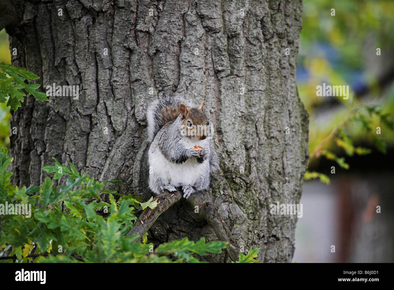 Grey squirrel eating an acorn in an oak tree Stock Photo Alamy